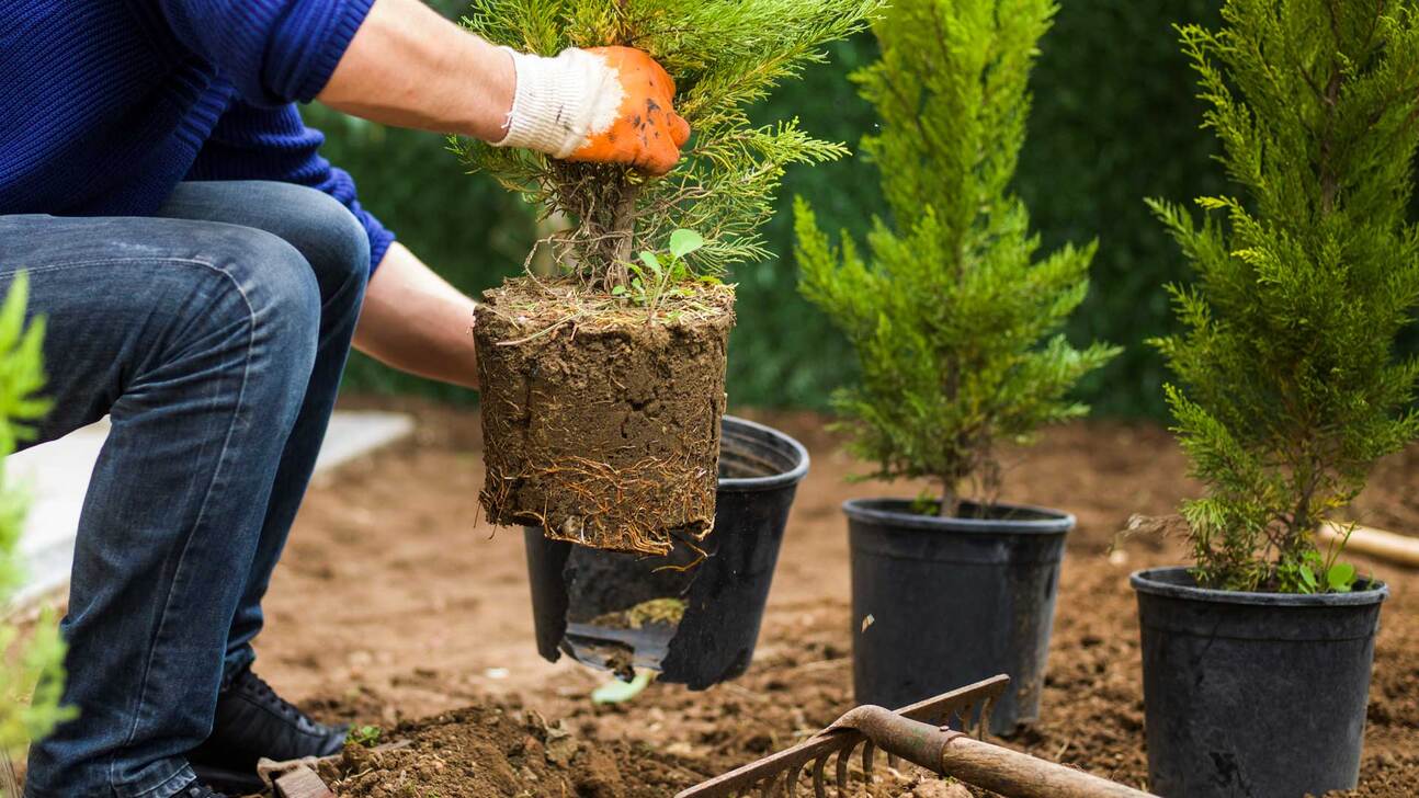 Planting-Tree-programs