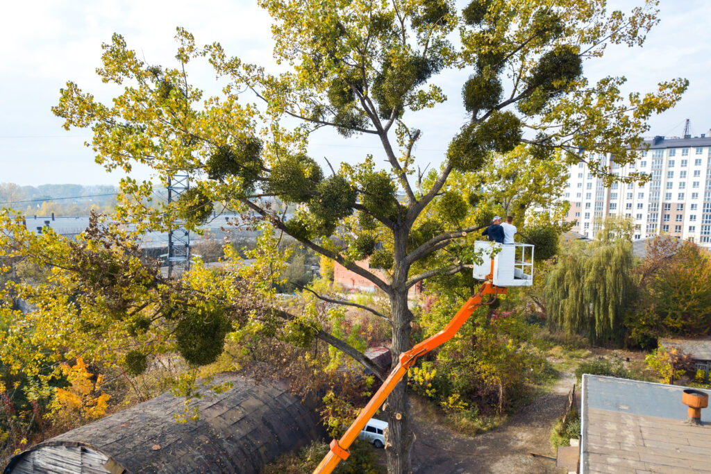 commercial professional tree