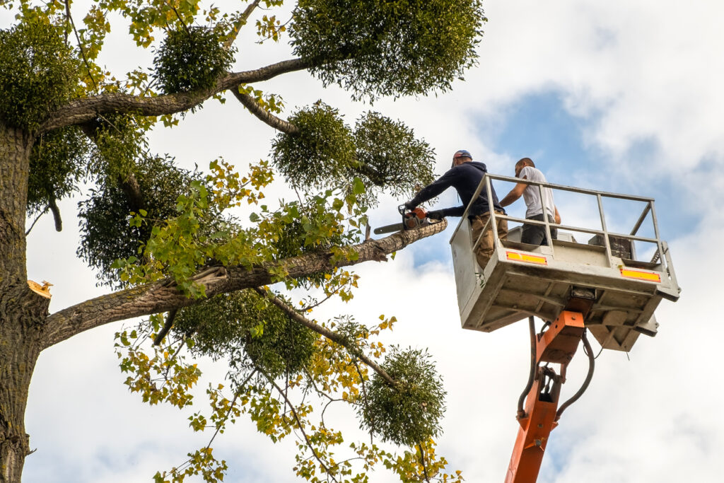 commercial tree 1