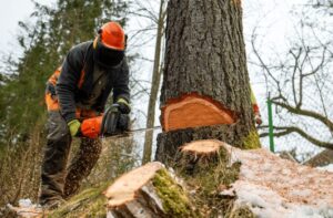 Professional tree cutting service in Fall River, MA by Precision Tree Services using a chainsaw for safe tree removal