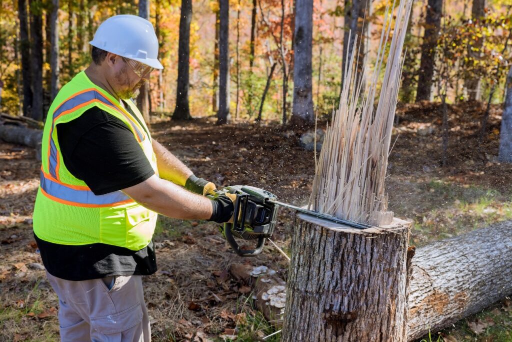 tree stump cutting