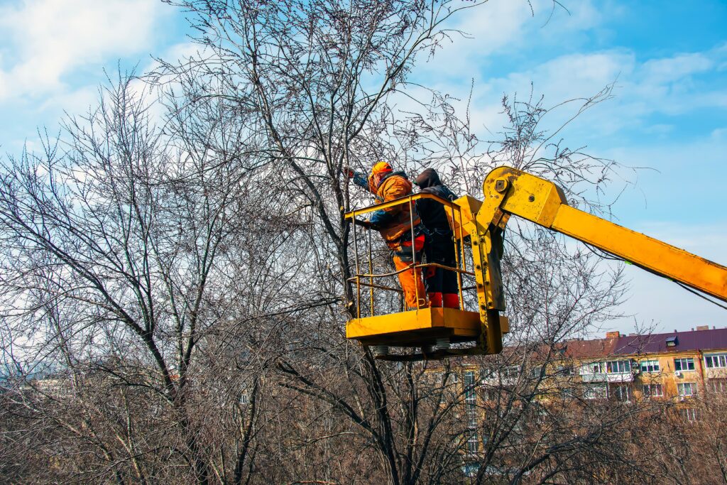 Framingham Tree Experts