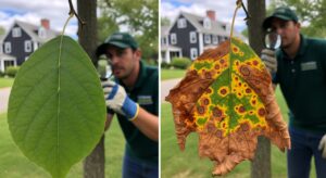 tree disease treatment framingham