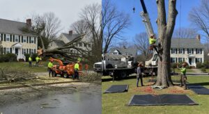tree removal near me framingham