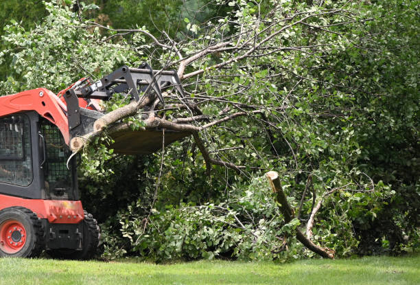emergency tree service framingham