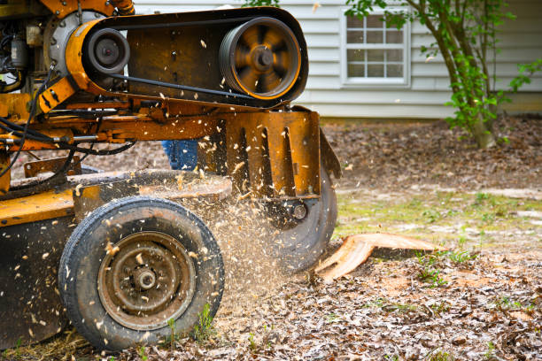 stump grinding framingham