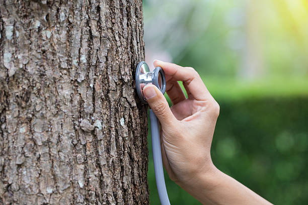 tree health framingham