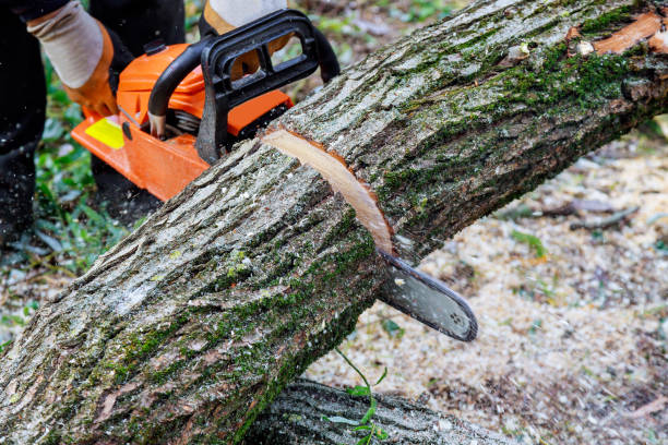 tree removal framingham