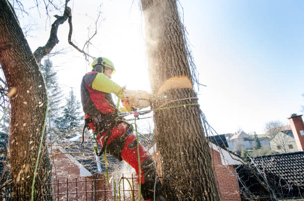 tree removal framingham