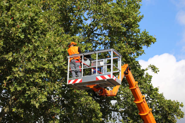 tree trimming framingham
