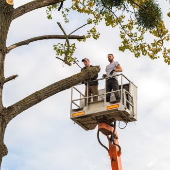 man cutting branches