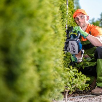 man trimming tree